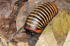 Zephroniidae