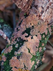 Peniophora incarnata