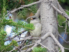 Junco hyemalis caniceps