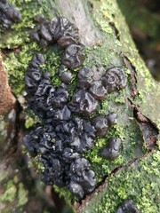Exidia