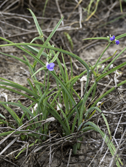 Tradescantia ohiensis