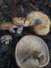 Lactarius rubrilacteus