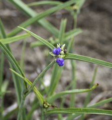 Tradescantia ohiensis