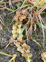 Epilobium brunnescens