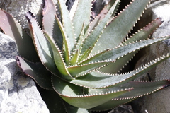 Aloe succotrina