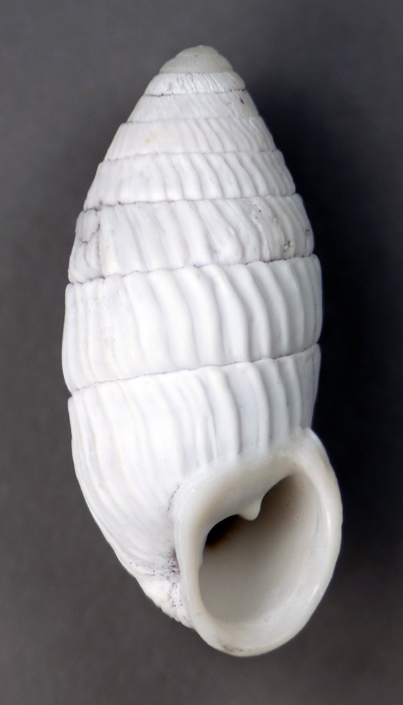 Peanut Snails