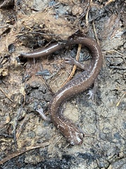Plethodon stormi