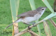 Acrocephalus gracilirostris gracilirostris