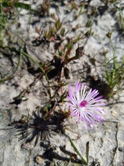 Lampranthus filicaulis