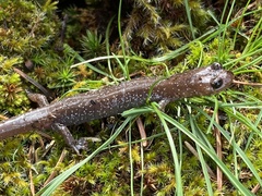 Plethodon stormi