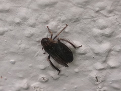Negosiana dualis