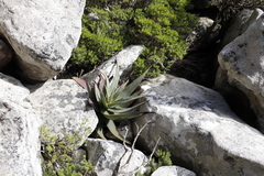 Aloe succotrina