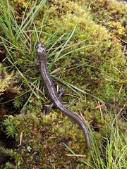 Plethodon stormi