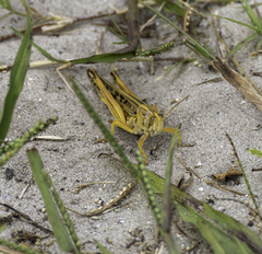 Schistocerca americana