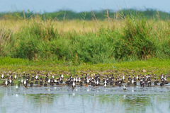 Rynchops flavirostris
