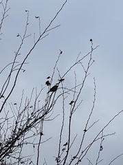 Passer domesticus