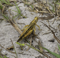 Schistocerca americana