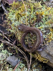 Plethodon stormi