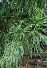 Cryptomeria japonica