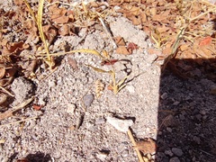 Kallstroemia californica