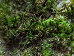 Forsstroemia trichomitria