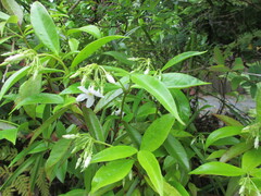 Trachelospermum