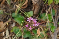 Pelargonium rodneyanum