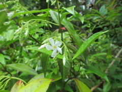 Trachelospermum