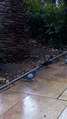 Columba livia domestica