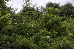 Ipomoea pandurata