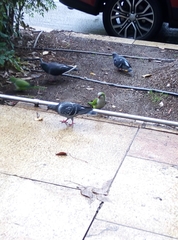 Columba livia domestica