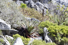 Aloe succotrina