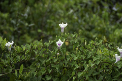 Ipomoea pandurata
