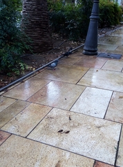 Columba livia domestica