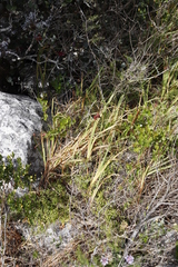 Chasmanthe aethiopica