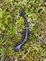 Plethodon stormi