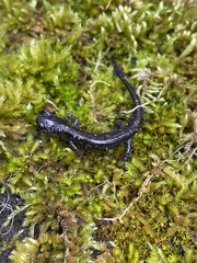 Plethodon stormi