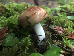 Gomphidius subroseus