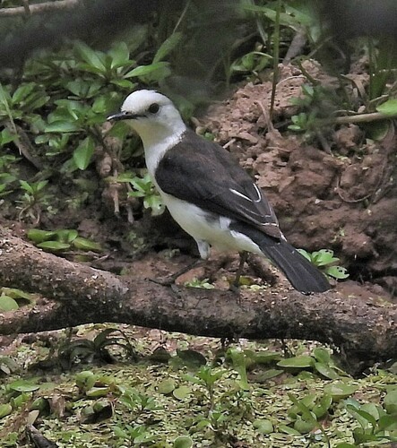 Black-backed Water Tyrant (Fluvicola albiventer), photo 10
