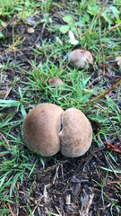 Lycoperdon pratense