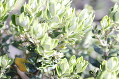 Phylica buxifolia