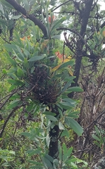 Protea witches broom phytoplasma