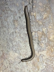 Californiulus yosemitensis