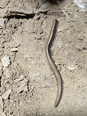 Californiulus yosemitensis