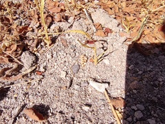 Kallstroemia californica