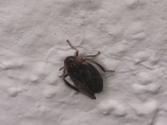 Negosiana dualis