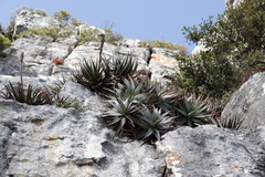Aloe succotrina