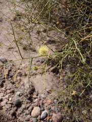 Prosopidastrum globosum