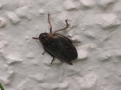 Negosiana dualis