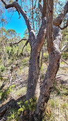 Angophora bakeri